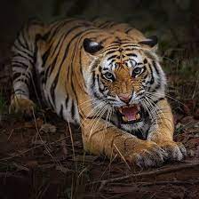 Tiger image